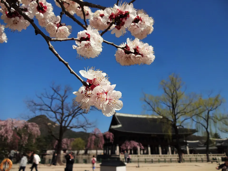 Cherry flowers during the cherry blossom at the Gyeongbokgung Palace, South Korea